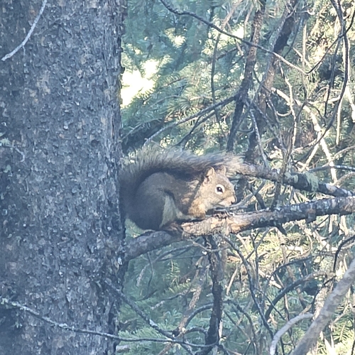 American Red Squirrel