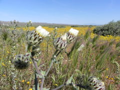 Malacothrix coulteri