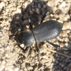 Cryptoglossa muricata