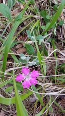 Silene hookeri