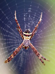 Argiope pulchella