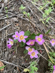 Claytonia lanceolata