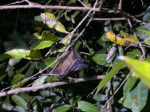 Greater Short-nosed Fruit Bat