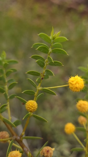 Acacia maitlandii observed 2026-08-22