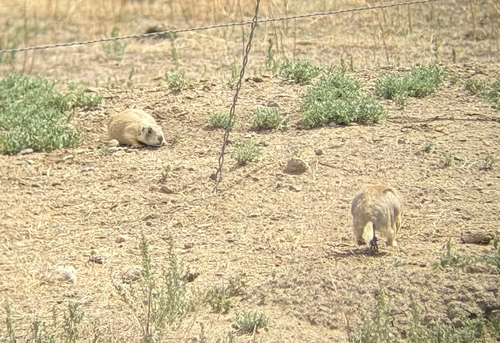 White-tailed Prairie Dog observed by gpin8589