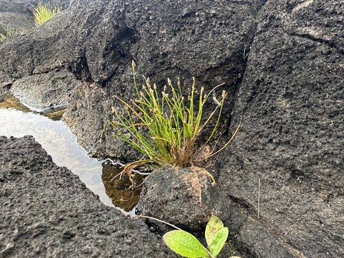 Eleocharis geniculata observed 2026-08-22