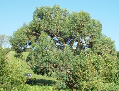 Eucalyptus gunnii observed 2026-08-22