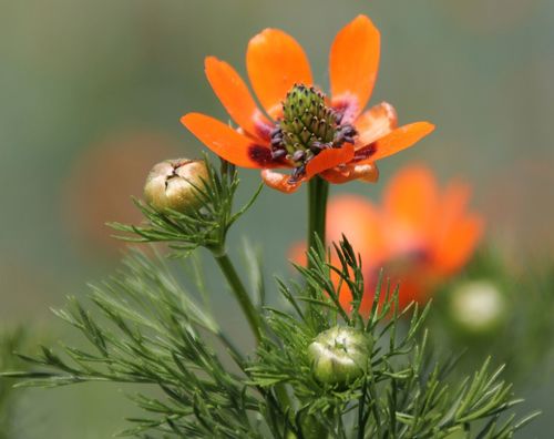 Summer Pheasant's-eye