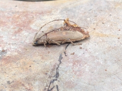 Susuacanga stigmatica