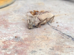 Susuacanga stigmatica