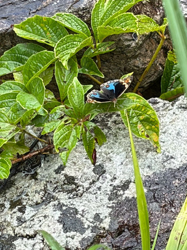 Blue Pansy