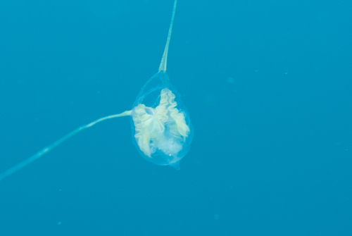 Turridae observed 2026-08-06