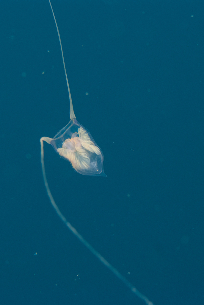 Amphinema turrida