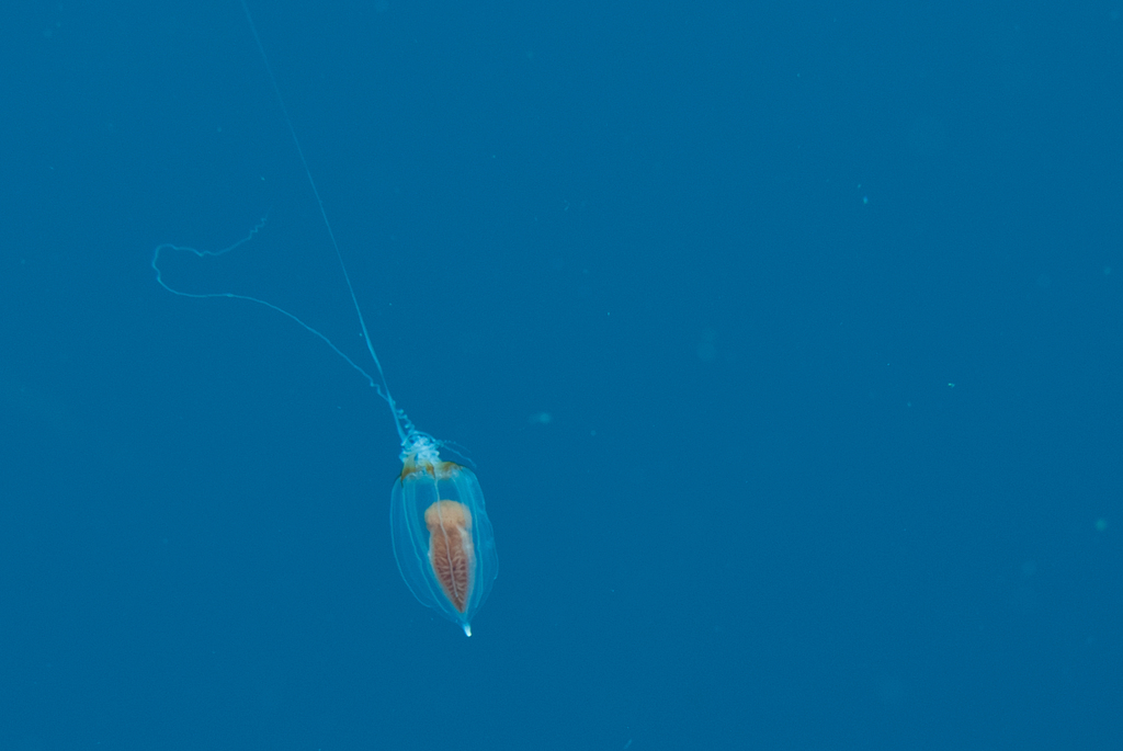 Neoturris papua