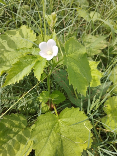 Lobed Leaf Mallow