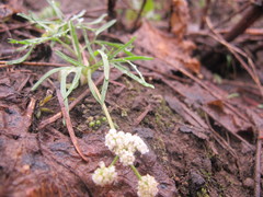 Lomatium fusiformis