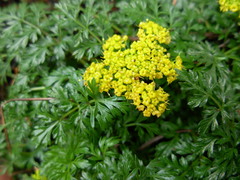 Lomatium hallii