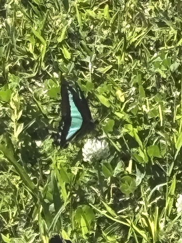 Wallacea Bluebottle