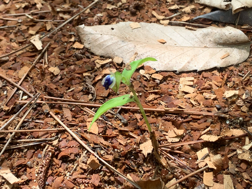 Asiatic dayflower