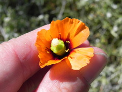 Papaver heterophyllum