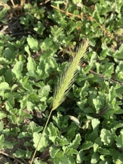 Hordeum intercedens