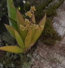 Trizeuxis falcata