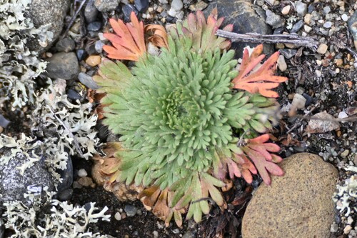 Chamaerhodos erecta, photograph 5
