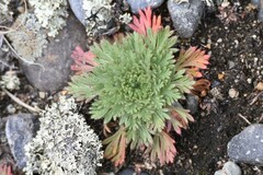 Chamaerhodos erecta, photograph (c) Syd Cannings, some rights reserved (CC BY)
