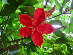 Sterculia lanceolata