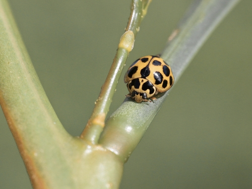 Large Spotted Ladybird