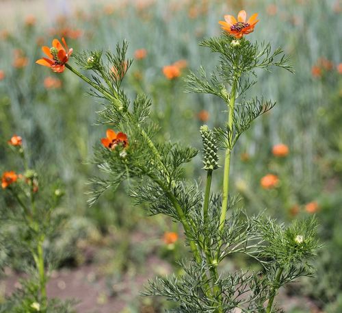 Summer Pheasant's-eye