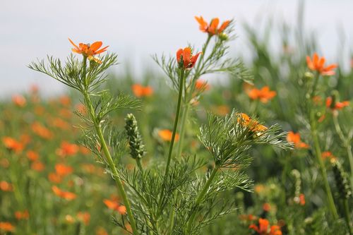 Summer Pheasant's-eye