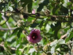 Hibiscus diversifolius rivularis