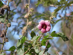 Hibiscus diversifolius rivularis