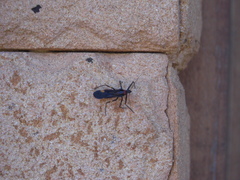 Graptocleptes bicolor