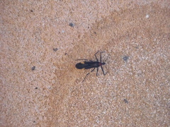 Graptocleptes bicolor