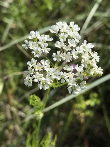Atrema americanum, photograph 4