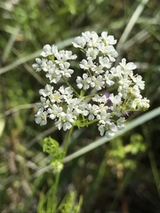 lanechaffin, CC0, iNaturalist via GBIF Atrema americanum, photograph lanechaffin, CC0, iNaturalist via GBIF