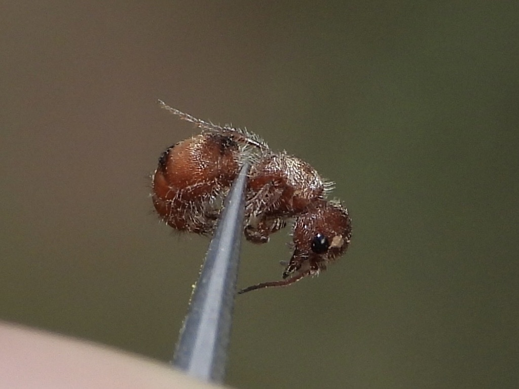 Pseudomethoca sonorae