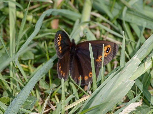Woodland Ringlet
