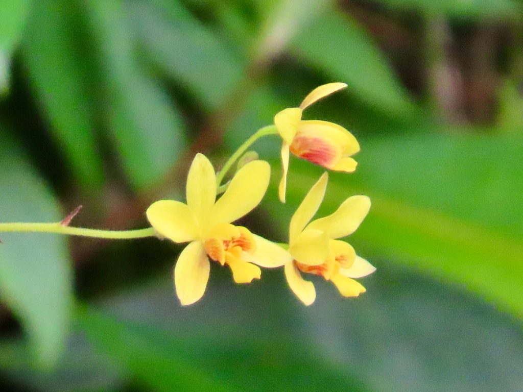 Cau diệp lông – Spathoglottis pubescens