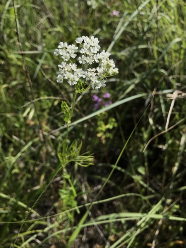 Atrema americanum, photograph 5