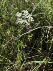 lanechaffin, CC0, iNaturalist via GBIF Atrema americanum, photograph lanechaffin, CC0, iNaturalist via GBIF