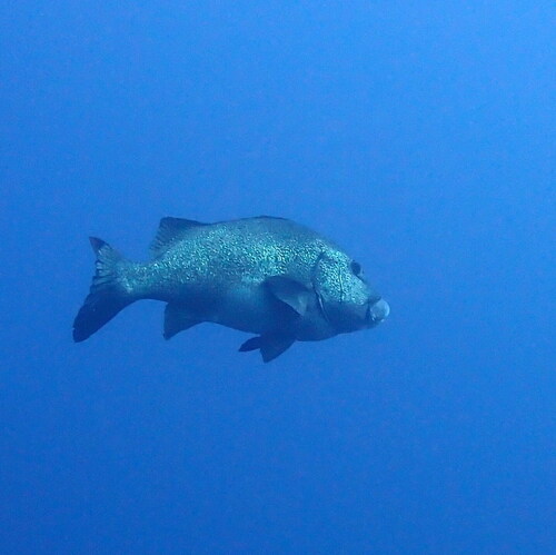 Plectorhinchus albovittatus observed 2026-08-23
