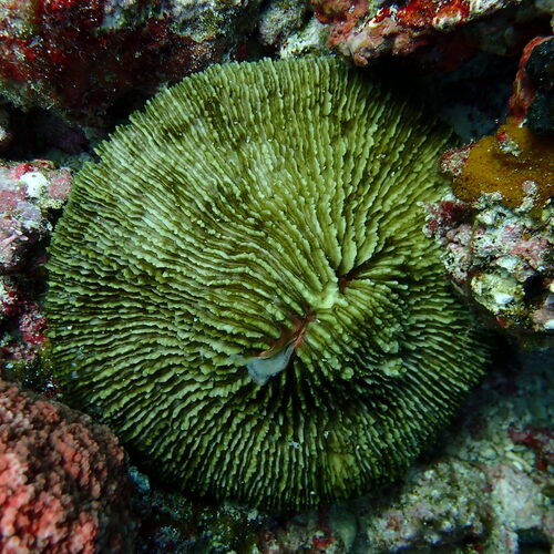 Danafungia observed 2026-08-23