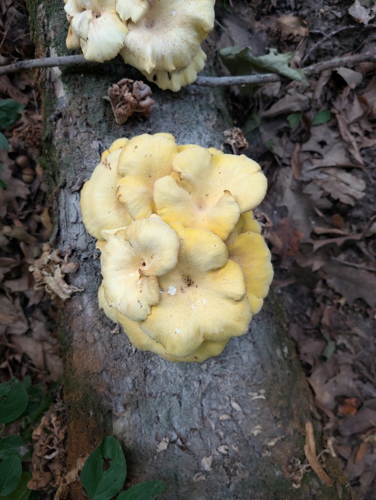 Golden Oyster Mushroom · August 2026 · photo: Photo: no rights reserved · iNaturalist