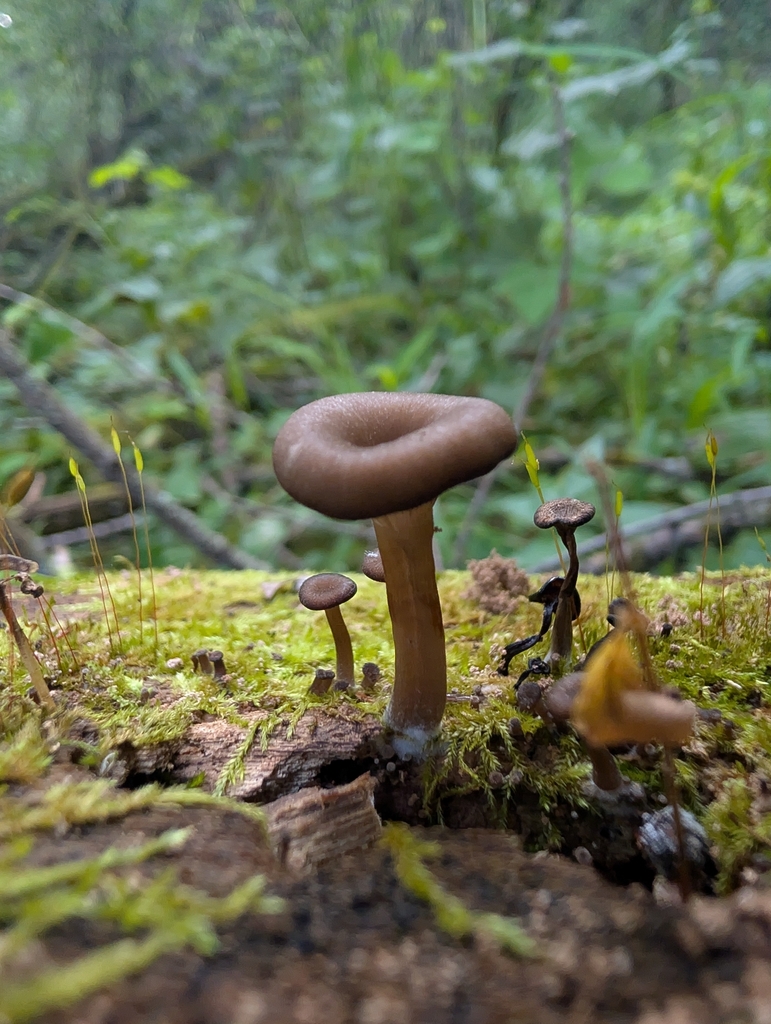 brown goblet · August 2026 · photo: Photo: no rights reserved · iNaturalist