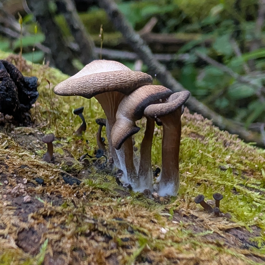 brown goblet · August 2026 · photo: Photo: no rights reserved · iNaturalist