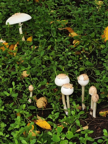 Green-spored Parasol