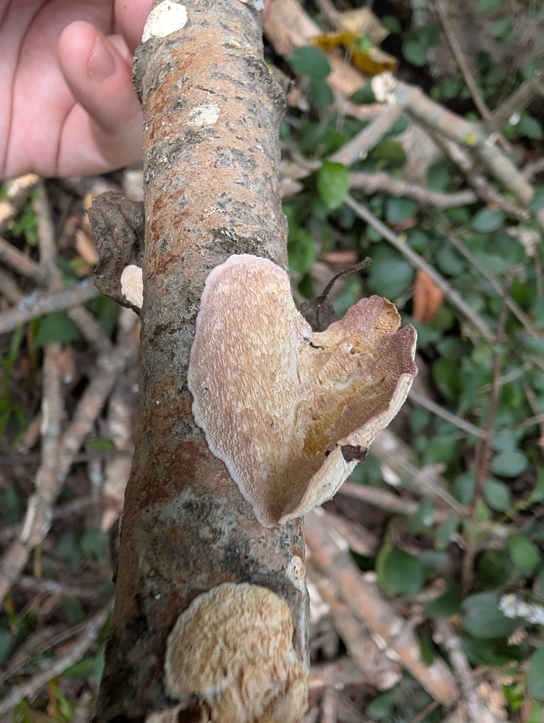 violet-toothed polypore · August 2026 · photo: Photo: no rights reserved · iNaturalist